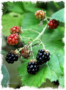 Wild Blueberries